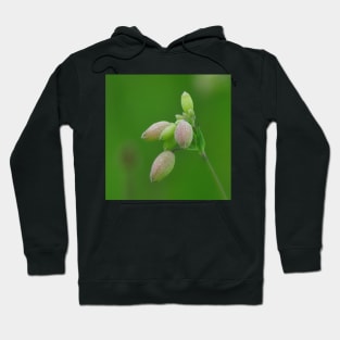 Pink and Green Bladder Campion in The Field Hoodie